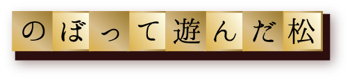 のぼって遊んだ松